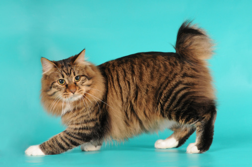 Bobtail cat whole body portrait isolated on blue background