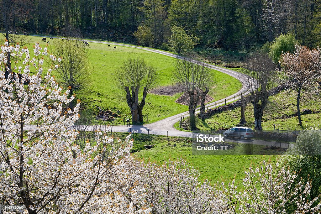 Route de campagne - Photo de Carrefour en T libre de droits