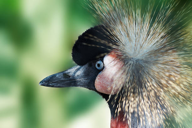 istock Southern Crowned Crane 146775070