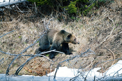 Grizzly bear making her way along the shore of Yellowstone Lake in Yellowstone Park in western USA of North America.