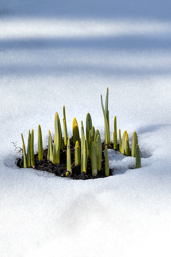 Plants pushing up through the snow, symbol for determination