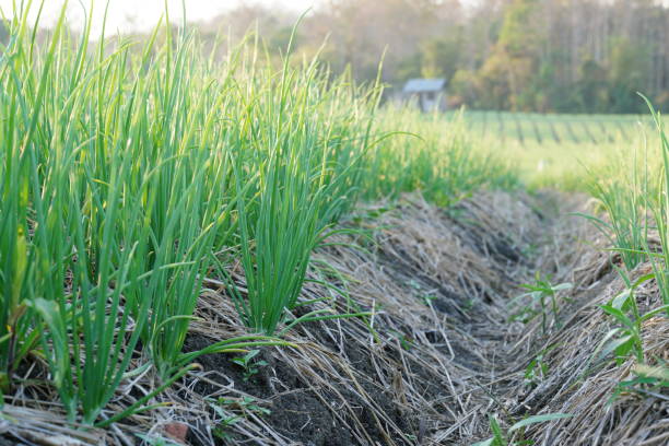 istock A garden where onions are planted in an agricultural plot 1467753584