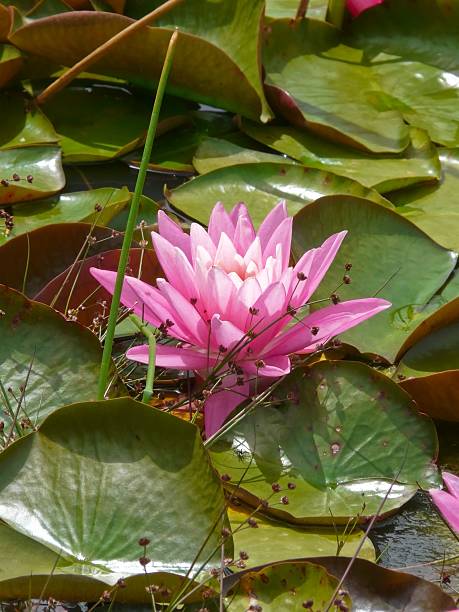 Lilly Flower stock photo