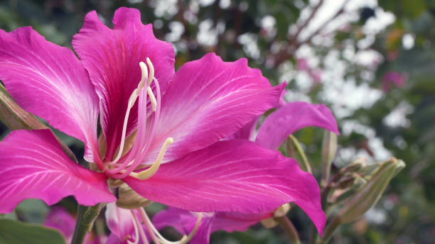 istock Cosmos flowers in the garden. 1467756030