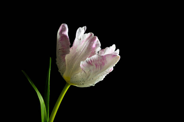 istock White pink parrot tulip, flower head with water drops in backlight against black background, copy space, selected focus 1467756484