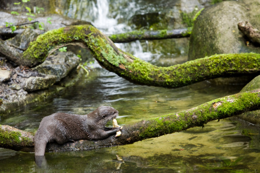 Oriental Small-clawed Otter (Aonyx cinerea) in captivity eating a chick