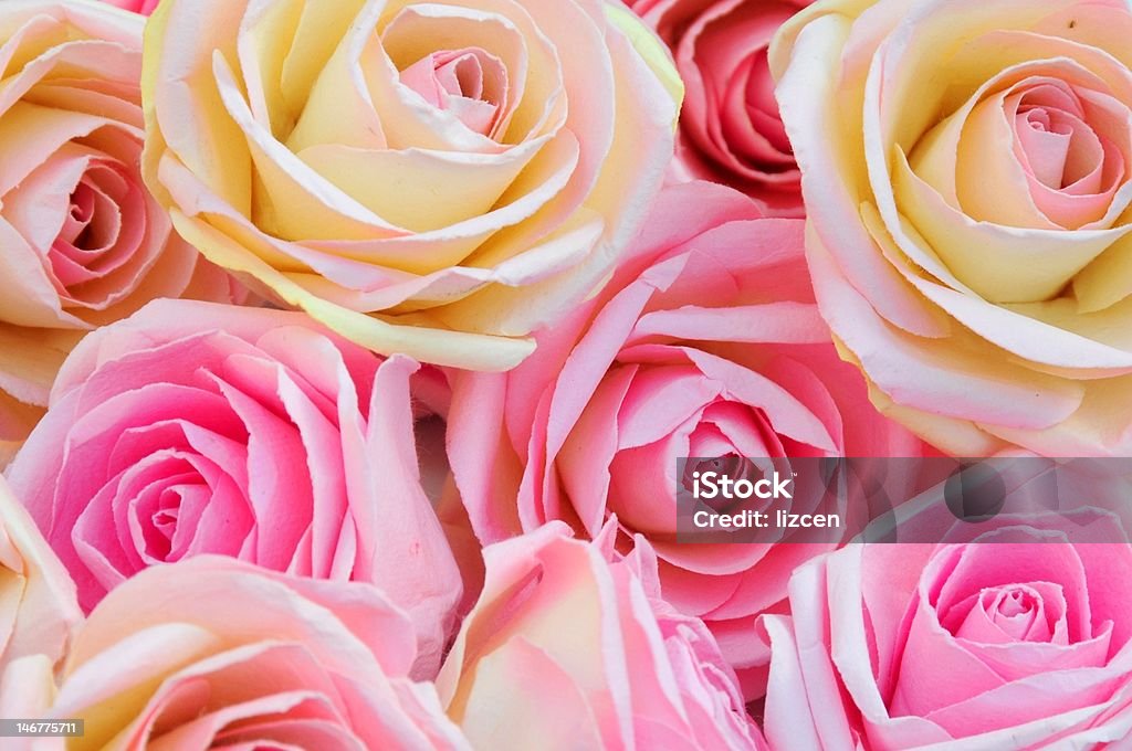 Seta, petali di rose - Foto stock royalty-free di Amore