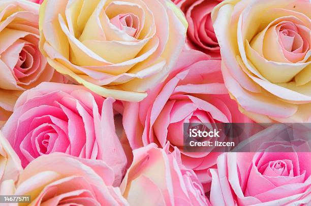 Seta Petali Di Rose - Fotografie stock e altre immagini di Amore - Amore, Beige, Bellezza naturale