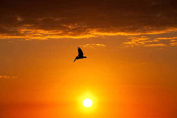 Pelican Flying High stock photo