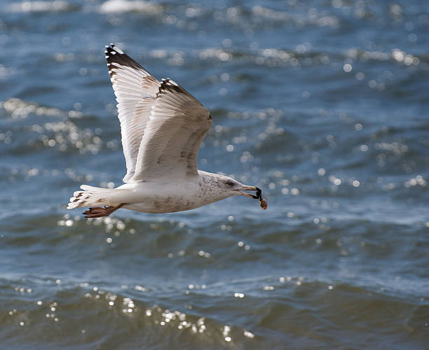 gull flying over ocean stock photo