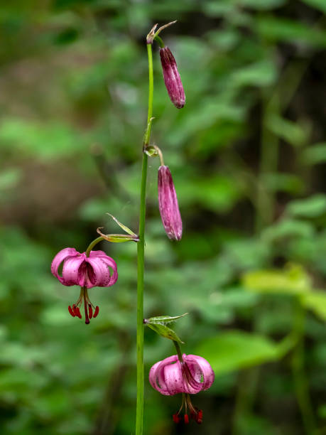 istock Lily martagon, a beautiful forest pink flower 1467760173
