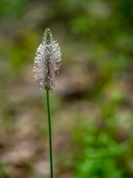 istock medicinal herbaceous plant is used in folk medicine 1467760175