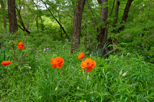 Volunteer Wildflowers in a deep woods- Howard County, Indiana