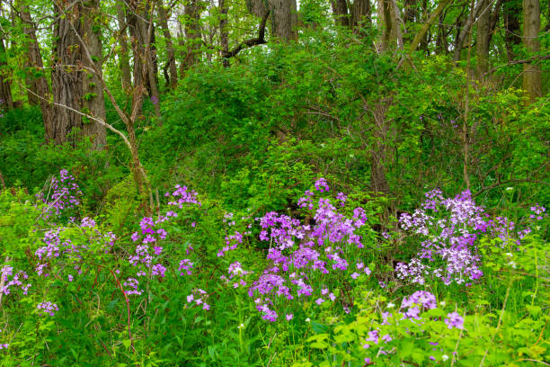 istock Wild Flowers along a woods edge-Howard County Indiana 1467760500