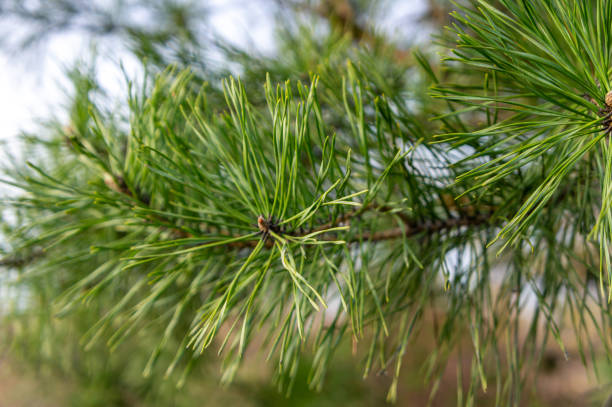 istock Pine branch with long needles in close-up 1467760579