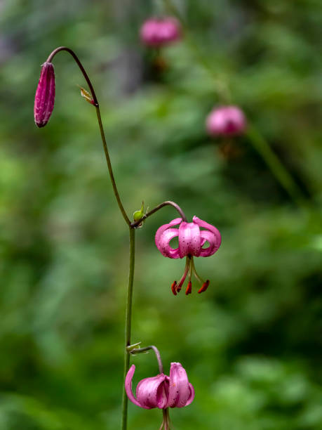 istock Lily martagon, a beautiful forest pink flower 1467760608