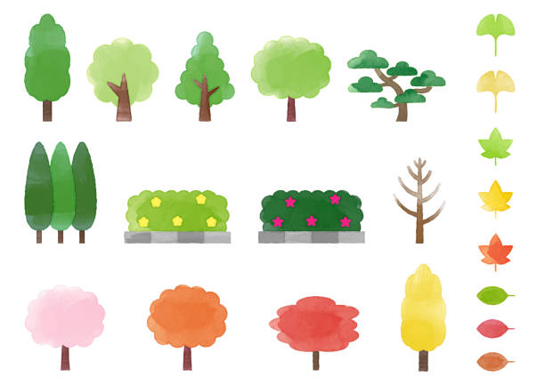 illustrations, cliparts, dessins animés et icônes de ensemble de divers arbres, arbres et feuilles en bordure de route 3, style aquarelle - white background plant flower herb