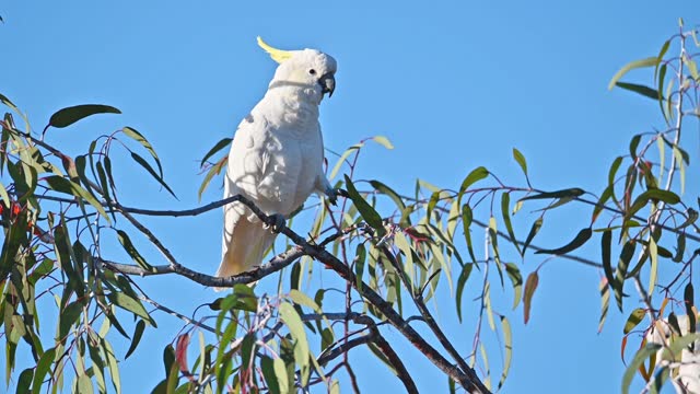 Sulphur Crested Cockatoo (Cacatua galerita)