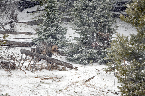 Snow Leopard Walking in Snow