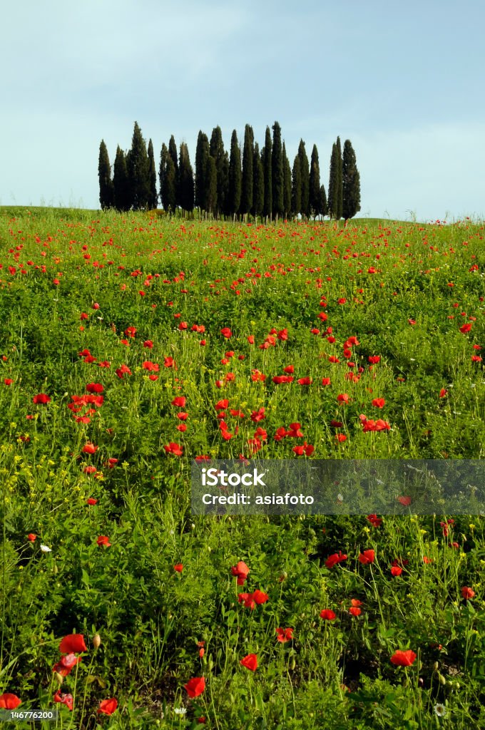 Campiña toscana con poppies - Foto de stock de Agricultura libre de derechos