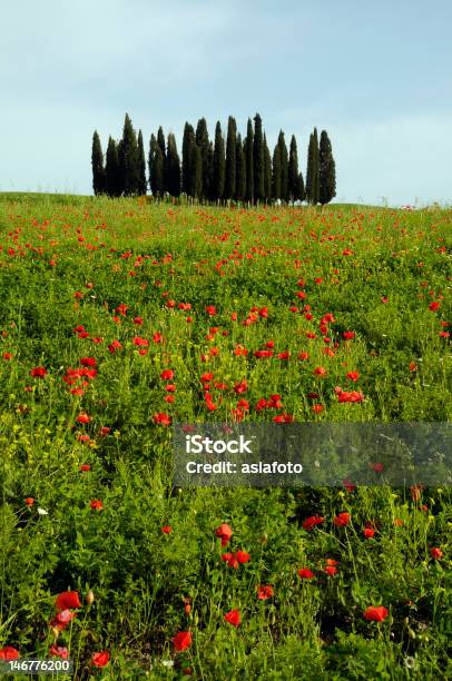 Campiña Toscana Con Poppies Foto de stock y más banco de imágenes de Agricultura - Agricultura, Aire libre, Amapola - Planta