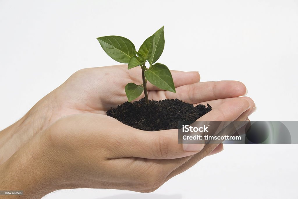 Hand holding Setzling - Lizenzfrei Anfang Stock-Foto