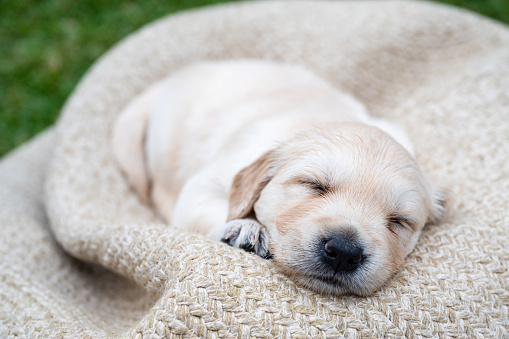 Golden puppy dog sleeping on bean bag.