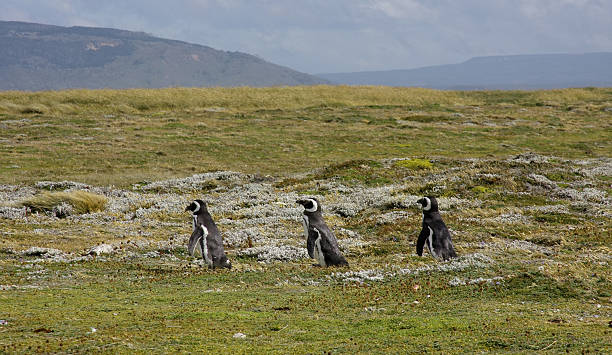 the 3 Magallanic Pinguins stock photo