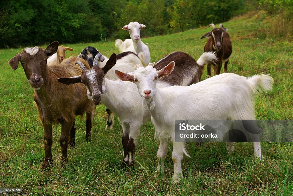 Goats Herd of goats on mountan meadow Goat Stock Photo