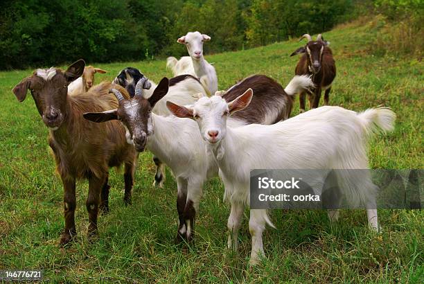 Goats Stock Photo - Download Image Now - Goat, Farm, Herd