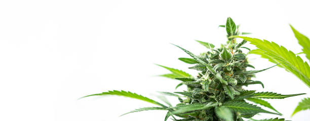 How Do Different Types of CBD Products Work for Anxiety? - combat creatine