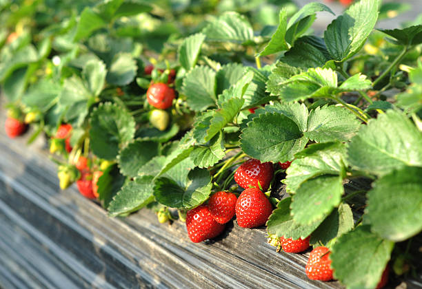 клубничный - strawberry plant стоковые фото и изображения