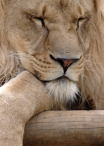sleeping lion stock photo