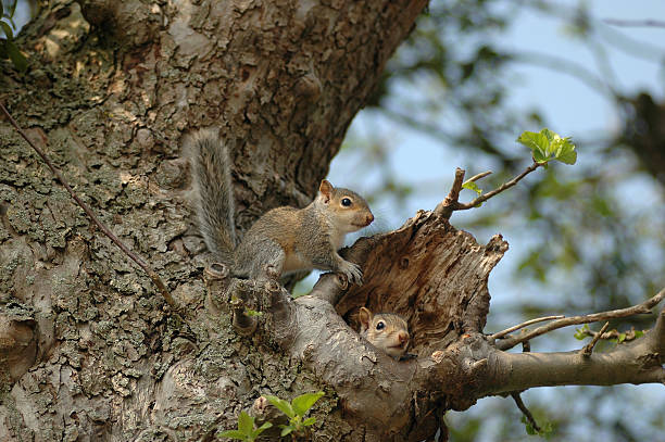 Young squirrels emerge from their nest in a tree stock photo