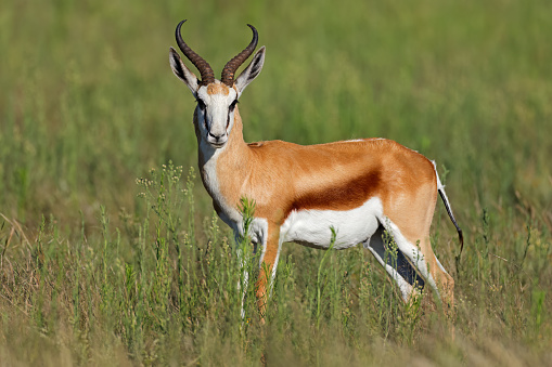 A springbok antelope (Antidorcas marsupialis) in natural habitat, Mokala National Park, South Africa