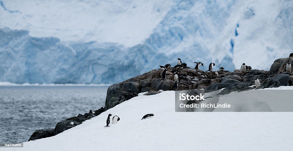 Gento Colônia de pinguins-Antártica - Foto de stock de Animal royalty-free