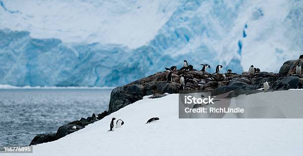 Gento Пингвин Colonyантарктика — стоковые фотографии и другие картинки Антарктика - Антарктика, Антарктический океан, Антарктический полуостров