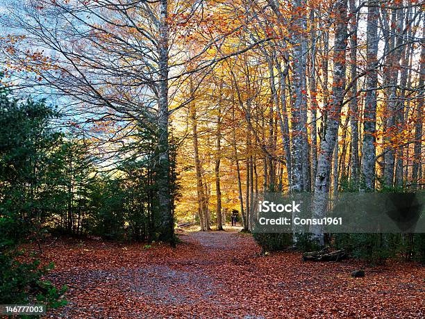 Entrandoentrada Foto de stock y más banco de imágenes de Parque Nacional de Ordesa - Parque Nacional de Ordesa, Aire libre, Arboleda