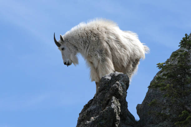 Mountain goat standing on narrow rock outcrop stock photo