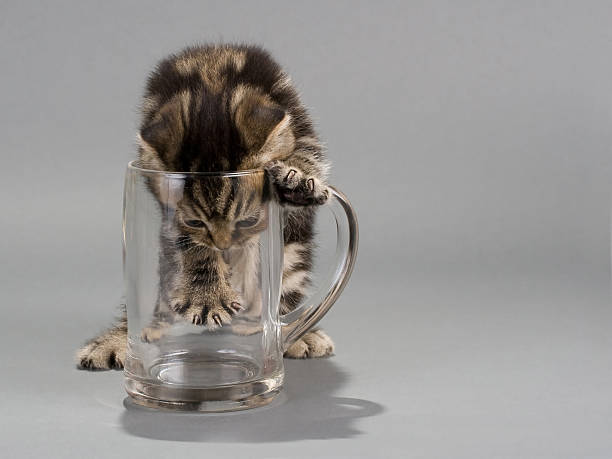 masculino um gatinho scottish fold raça sem cerveja - animal young animal scottish culture folded - fotografias e filmes do acervo