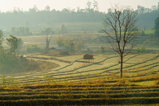 Landscape of agricultural field at Ban Na Mom village, Wiang Haeng district, Chiang Mai province, Thailand.