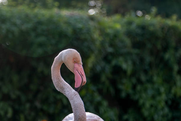 istock Flamingo close up with pink beak 1467772051