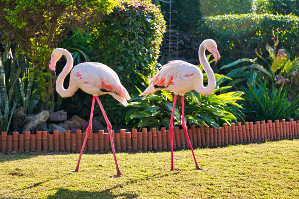 istock Pair of greater Flamingos standing facing opposite 1467772060