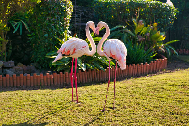 istock Pair of flamingo in love 1467772068