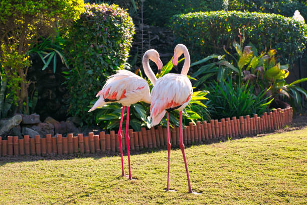 istock Pair of greater flamingos 1467772087