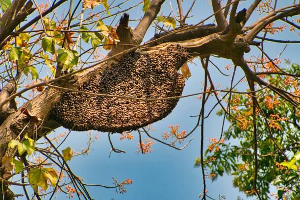 Wild Beehive on a tree Wild Beehive on the branch of a tree with orange flowers and yellow and green leaves wild honeycomb on tree stock pictures, royalty-free photos & images