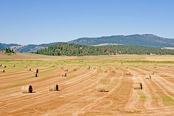 istock Bales of Hay 146777429