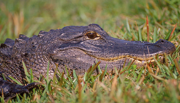 istock American alligator portrait 146777432