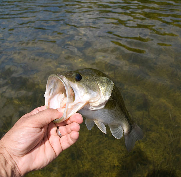 istock Bass with an open mouth 146777447