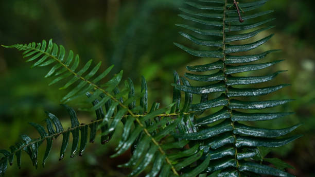 istock Green Fern Fronds 1467777829